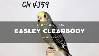 TODO sobre los periquitos EASLEY CLEARBODY