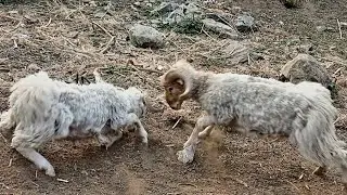 Himalayan simple the shepherd life || sheep fighting 🤩 || Nepali village life RK