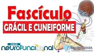 FASC&Iacute;CULO GR&Aacute;CIL E CUNEIFORME (Vias Aferentes)
