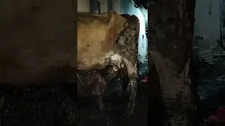 ANAK SAPI BELAJAR MENYUSU #sapi #cow#cattle #calf #farming #farm #ternak #peternakan #dokterhewan