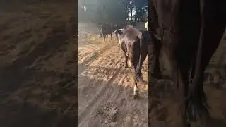 Корови #2025 #puppy #happy #animals #джекси #2024 #labrador #тварини4k #nature #work #cows #ua #село