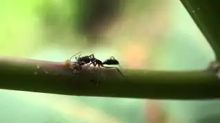 (Odontomachus) Trap jaw ant lapping at nectar