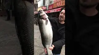8 kg Ağırlığındaki S&uuml;per Levrek 🔥🔥🐟