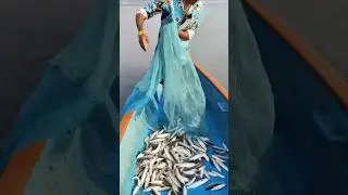 किनारपट्टी जवळची मासेमारी Inshore fishing #shorts #viral #seafood #fishing