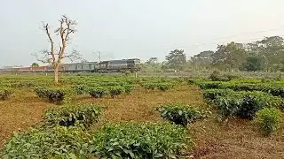 Emd Mad Acceleration, WDP4B Speeding Through Tea Garden