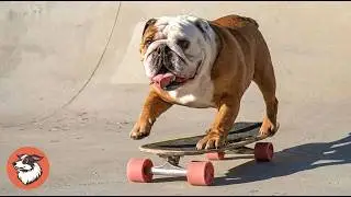 Skateboarding Bulldog Brothers Live Their Best Life
