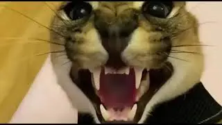 Hecker hissing meme