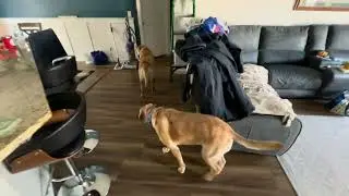 3/6/25 Happy Dog Happy Life