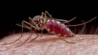 Mosquitos | Annapolis, MD &ndash; Accutech Pest Management