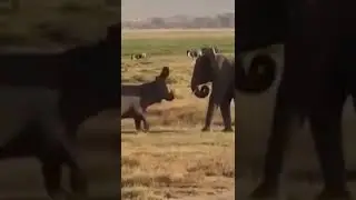 Elephant Vs Hippo who Wins? #shorts #africa #elephant