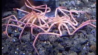 ヤマトトックリウミグモ　Yamatotokkuriumigumo　Ascorhynchus japonicus