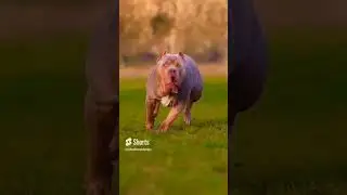 Pitbull XXL Pitbull Dog Running Videos #pitbull #dog #running #shorts