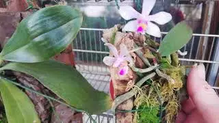 Phalaenopsis marie and phalaenopsis wilsonii in bloom.