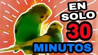 CON ESTE PODEROSO AUDIO TUS PERIQUITOS SE APAREARÁN EN MENOS DE 30 MINUTOS