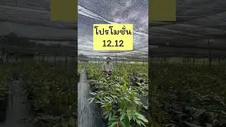 ต้นทุเรียนโปรโมชั่นหน้าสวน ซื้อ1ต้นแถม1ต้น | ลุงหมูป้าตุ้ยพันธุ์ไม้