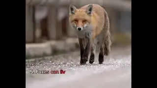 6 Amazing Facts About Foxes 🦊
