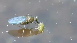 Hydrellia sp. tasting a collembolan