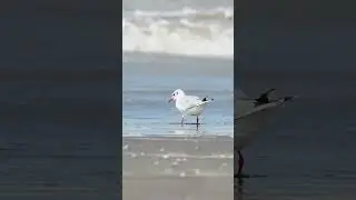 ❤️ Gaviota capucho caf&eacute; (Chroicocephalus maculipennis) Brown-hooded Gull