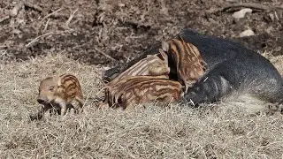 Boar Spring Arrivals, Parc Omega