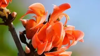 Palash Tree: Nature&rsquo;s Symbol of Love, War & Resilience #Butea monosperma #Flame Of The Forest #पळस