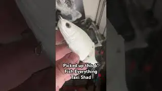 Picked Up a Sweet Little Glide Bait