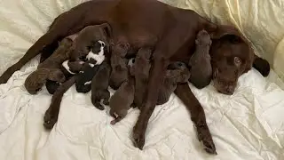 Poor pregnant dog who was abandoned and her soon to be born puppies