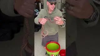 Professional snake handler is showing a non-venomous, but very bitey Red Coachwhip snake!