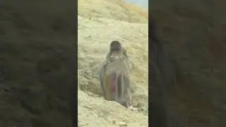 Warm family time of mother monkey and her baby