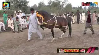 Hasnain Talib l Haji Fakhar Maitla l All Pakistan Horse Dance l Barsi Ghulam Muhammad Pathan