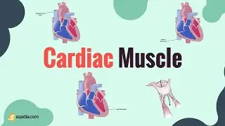 Cardiac Muscle | Introduction | Cardiovascular Physiology