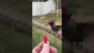 Hand Feeding A Male Anna's Hummingbird