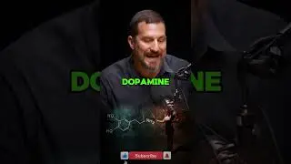 The Dopamine System: Dr. Andrew Huberman | Rich Roll Podcast  #mentalhealth #neuroscience #dopamine