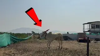 धामने गावचा नाव पूर्ण पुणे नगर जिल्ह्यात नाव करणारा सरपंच |  #khillar #khillarcow 