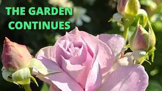 Finding the Joy During Troubled Times | A Garden Reflection