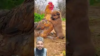 Murgi or pille ki dosti 250 Million #youtubeshorts #animals #birds #neture #shorts #trending #viral