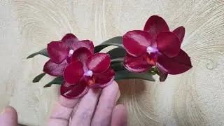 Орхидея фаленопсис Haur Jih Fancy 'Taida Red Jewel'. Расцвела новинка моей коллекции.