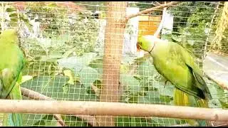 green parrot hunting 😅