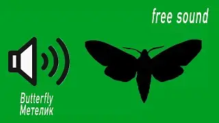 The moth flies, wings quickly flap nearby  Free sound