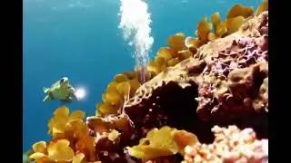 Treasure Chest Discovery: Diver's Dilemma #treasurehunt #diverslife #goldenfind
