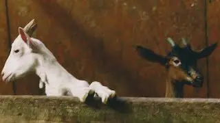 Stefano Groppo - CASPITA - Visual Lyrics