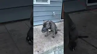 Dog Communication (Back Off) #awakenedk9 #dogcommunication  #dogtraining #dogrescue #shorts #dog