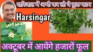 Parijat flower plant की care कैसे करें ? Parijat flower plant / harsingar plant care and tips.