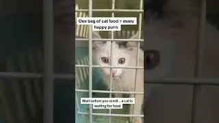 I got this cat today hope everything goes well so that people can help me again link in bio to help