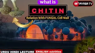 What is CHITIN? #chitin #fungal #cellwall #fungi #cosmetics #mashroom #cellbiology @piyasatv