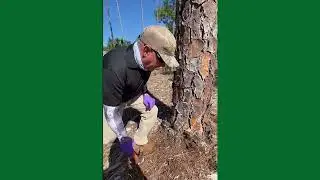 How To Inject Conifer Trees