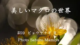 美しいマクロの世界＃59　ビョウヤナギ Ⅱ