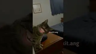 funny cat savage reply 😂#short #shorts #viral #funny #funnyvideo #funnycats  #cat @CarryMinati