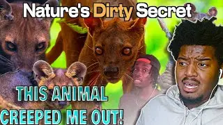 The Secret Animal Hiding in Madagascar! Casual Geographic | REACTION