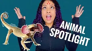 Animal Spotlight - Toad Head Agama