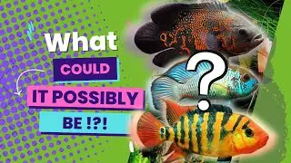We Got New MONSTER CICHLIDS For the Fish Room!!!